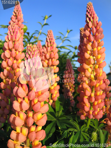 Image of beautiful lupines 