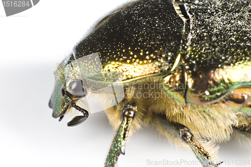 Image of iridescent bug in close up from side