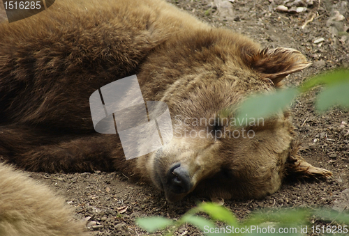 Image of Brown Bear resting on the ground