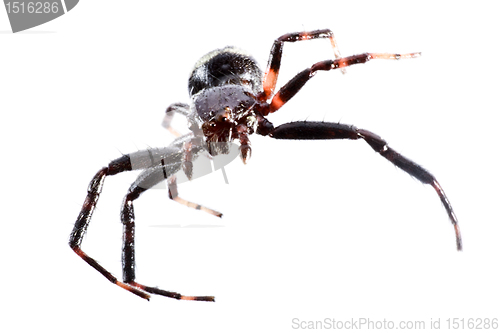 Image of spider in white background