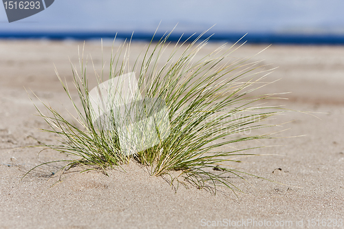 Image of single hassock in sand