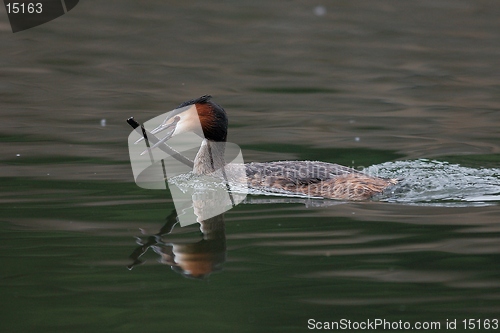 Image of Great crested grebe with stick