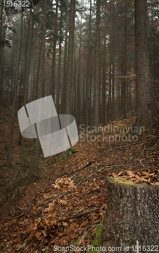 Image of german forest in autumn