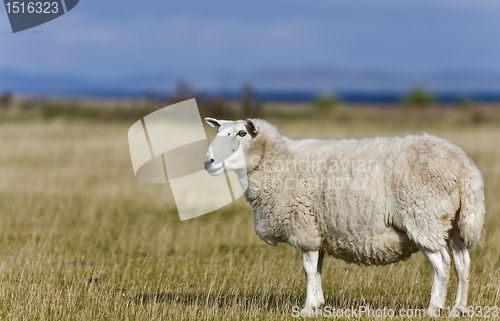 Image of single sheep on grass in scottish highlands