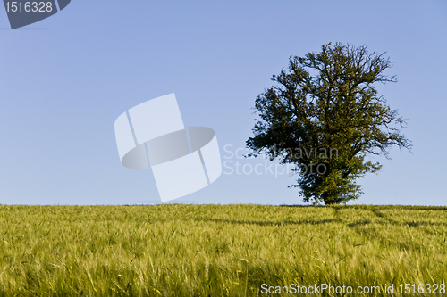 Image of tree, blue sky and grainfield