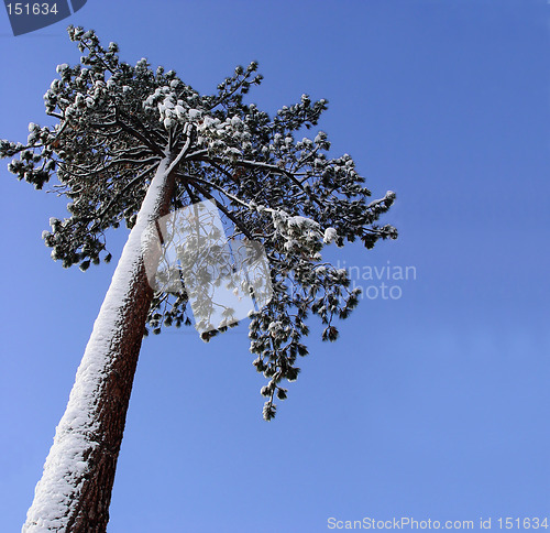 Image of Big pine tree