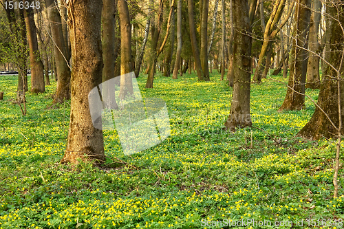 Image of Park in spring season