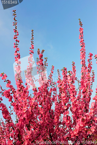 Image of Sakura blossom