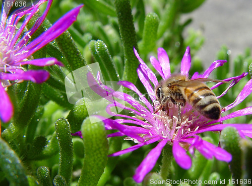 Image of Bumble bee on a flower