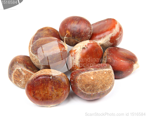 Image of chestnut isolated