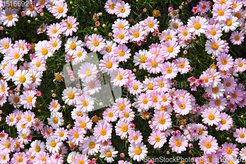 Image of flower field