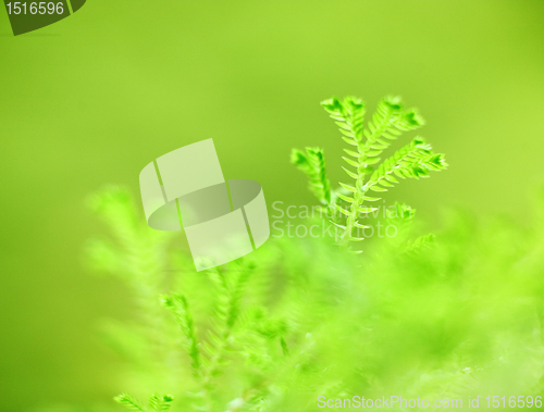 Image of Green grass background