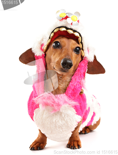 Image of dachshund dog in chinese new year cloth