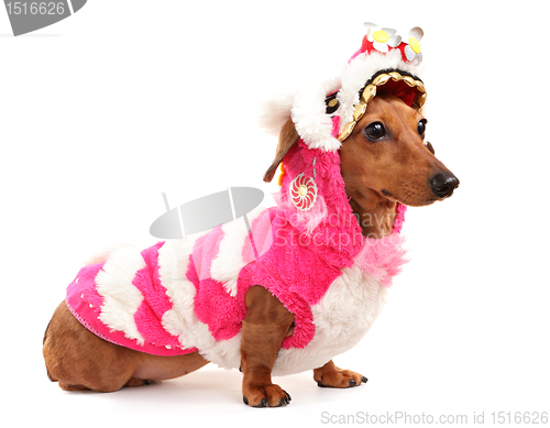 Image of dachshund dog in chinese new year cloth