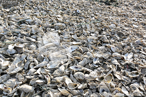 Image of oyster shell