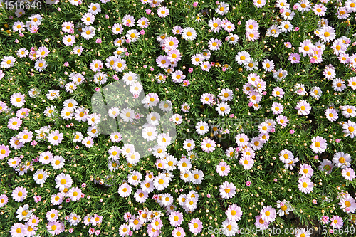 Image of flower field