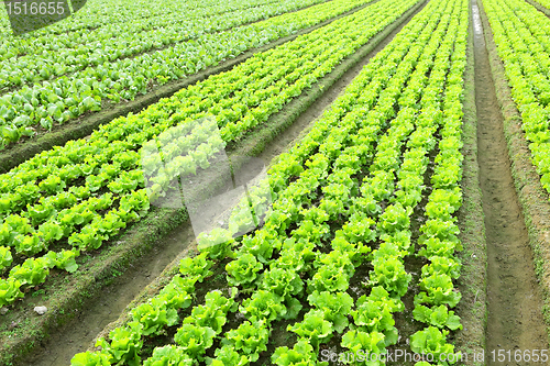 Image of lettuce in field