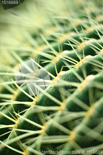 Image of cactus close up