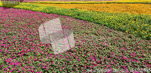 Image of flower field