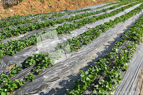 Image of farm field