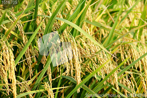 Image of rice plant