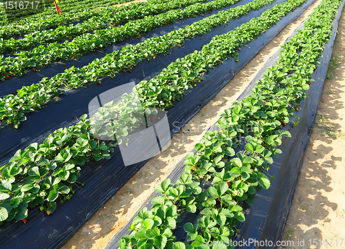 Image of farm field
