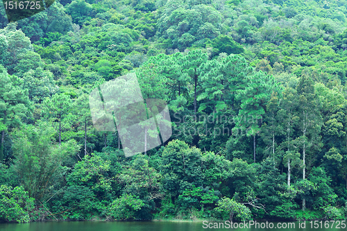 Image of lake with green forest