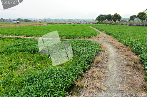 Image of path in country side