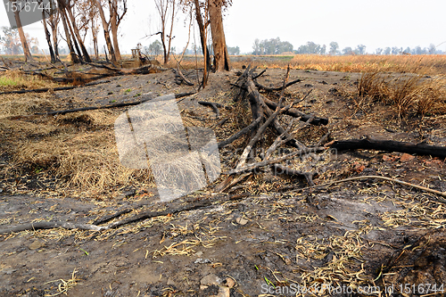 Image of forest after fire burn