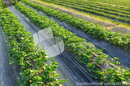 Image of farm field