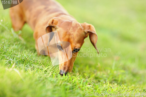 Image of dachshund dog