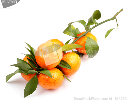 Image of mandarin on white