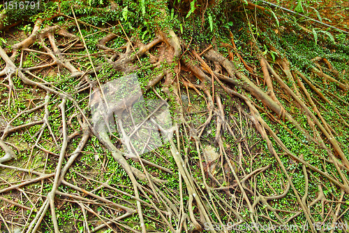 Image of Tree roots