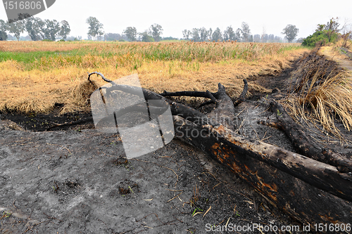 Image of forest after fire burn