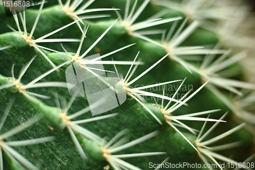 Image of cactus close up