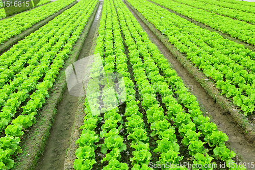 Image of lettuce in field