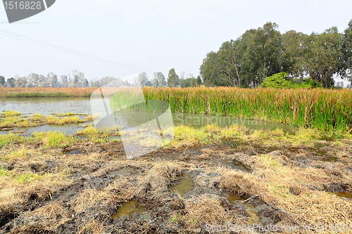 Image of Wetland