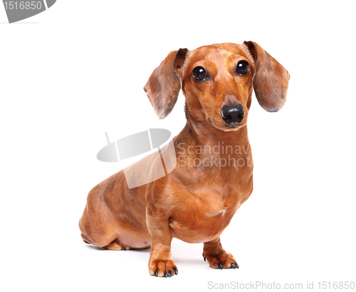 Image of dachshund dog