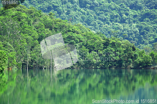 Image of lake with green tree