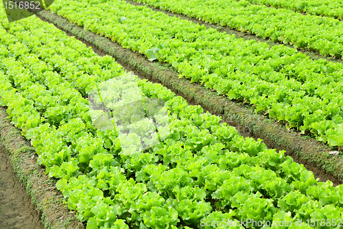 Image of lettuce in field