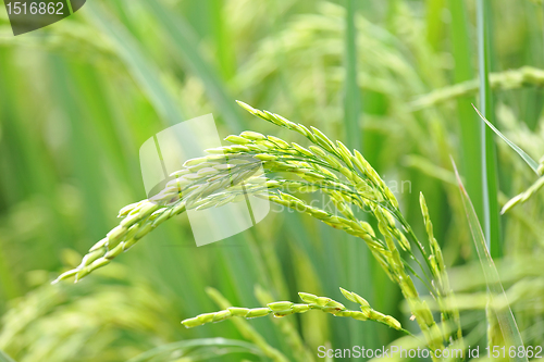 Image of Close up of green paddy rice plant