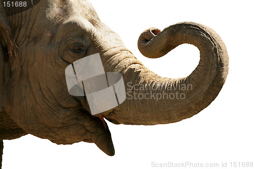 Image of Elephant head isolated