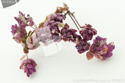 Image of Dried oregano seasoning. 