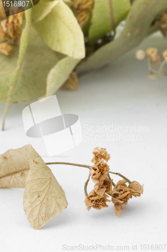 Image of Dried lime blossom 