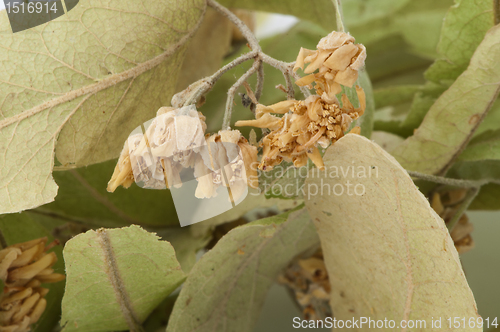 Image of Dried lime blossom 