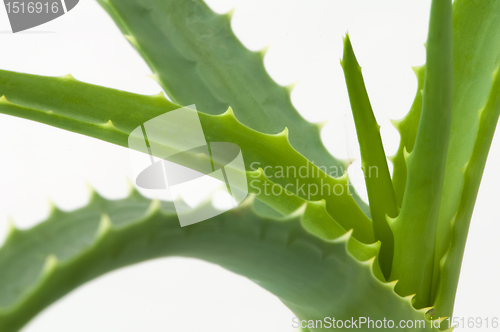 Image of Aloe Vera