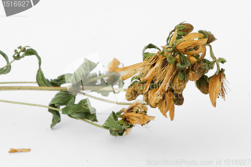 Image of Dried herbs Hypericum perforatum