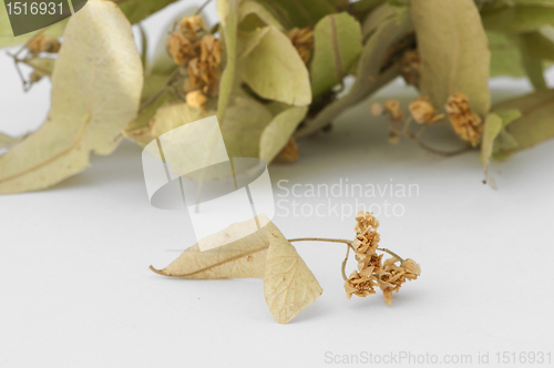 Image of Dried lime blossom 