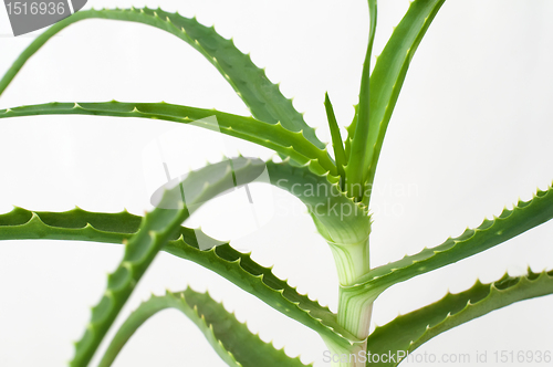 Image of Aloe Vera