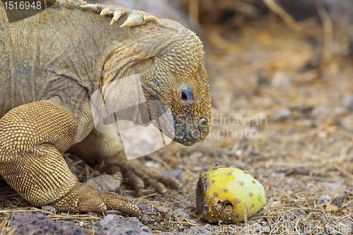 Image of Galapagos land iguana